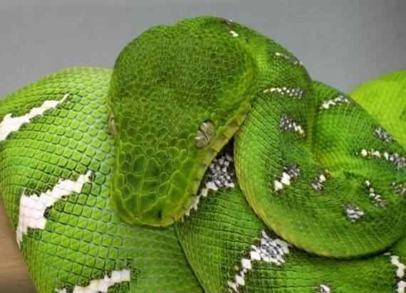 Алла Комарова