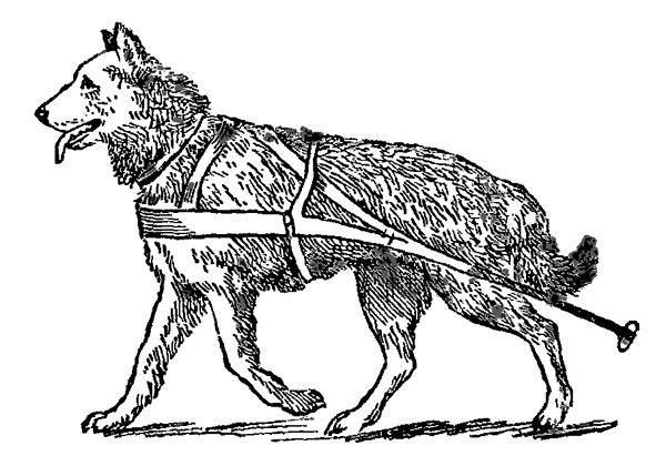 Денис Картавцев