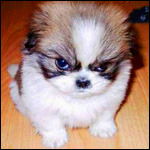 Евгения Костюк