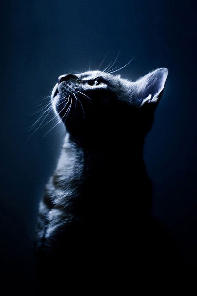 Лариса Арцыбасова