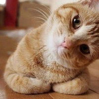 Катя Алтаева