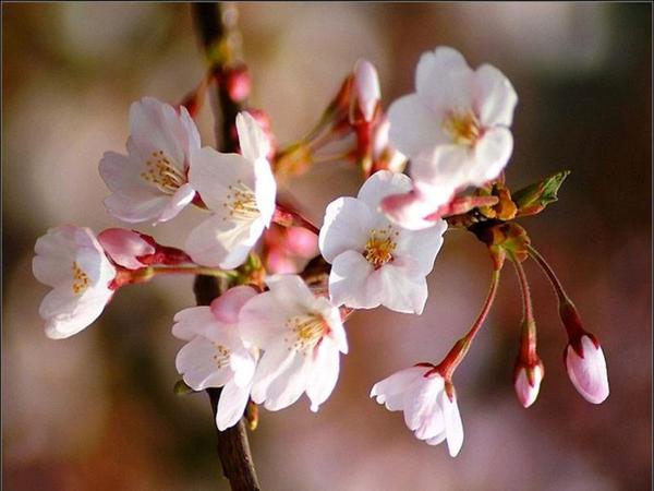 Валентина Шутова