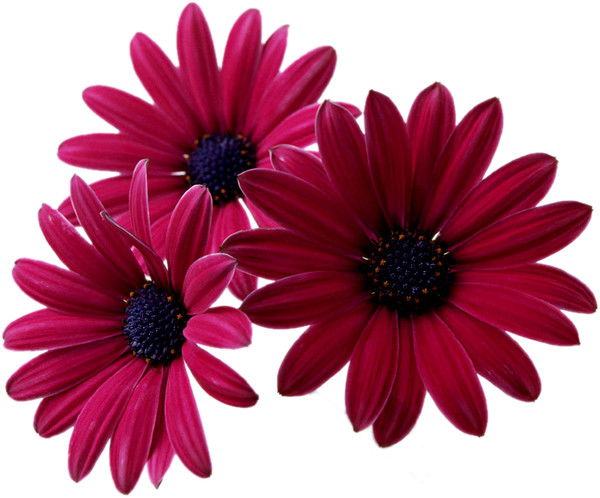 Людмила Ходеева