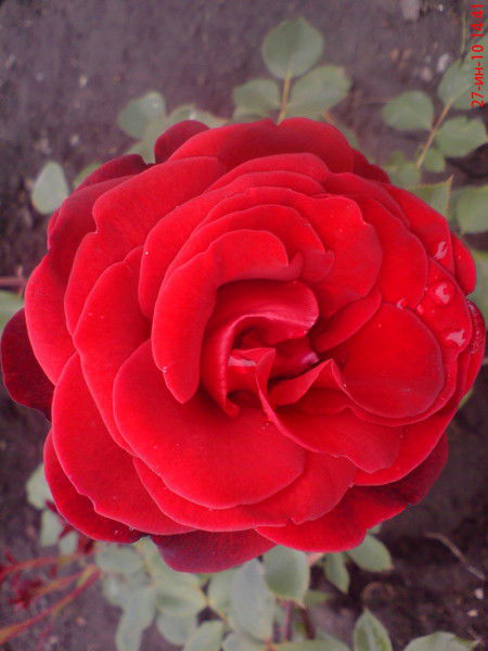 Марина Тенета