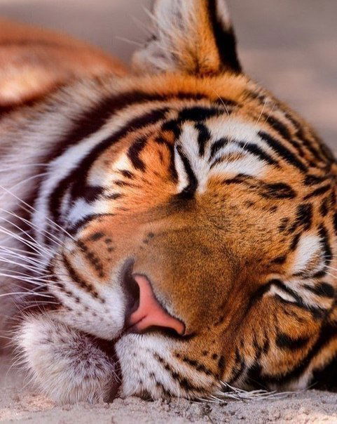 Довольная Жизнью