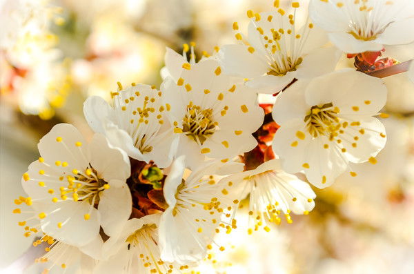 Владимир Немченко