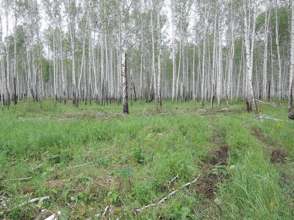 Алексей Глебов