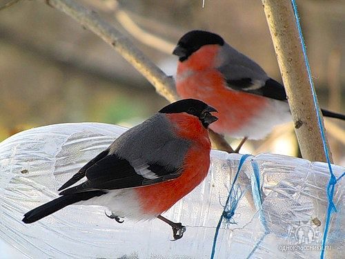 Наталья Шувалова