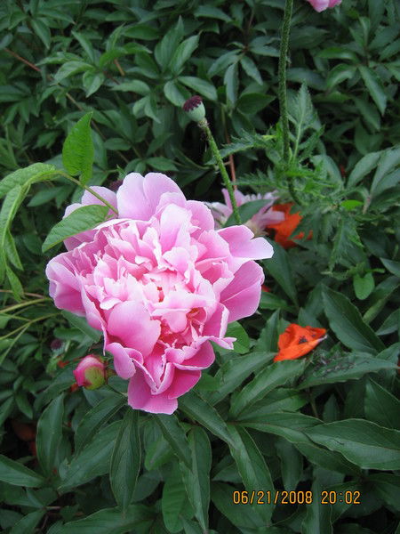 Екатерина Ильина