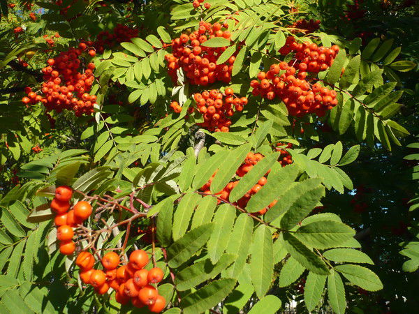 Алексей Горовой