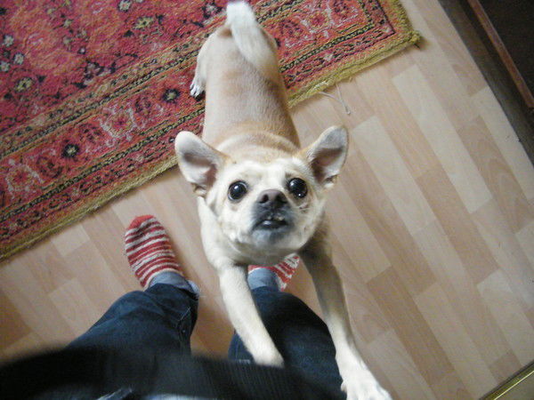 Элен Светлая