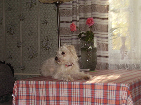 Ирина Курилова