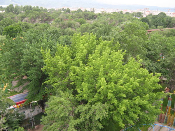 Жибек Ибакова