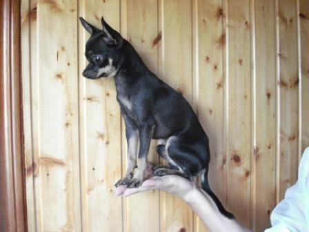 Татьяна Амбарцумян