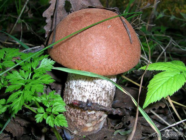 Ирина Антонова