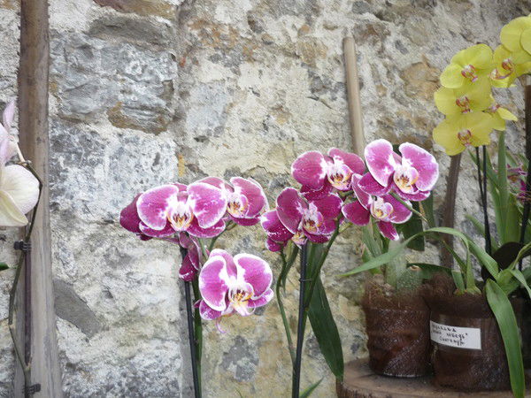 Ольга Гололобова