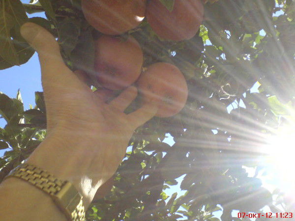 Зуфар Сафин