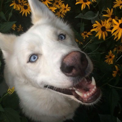 Никита Панькин