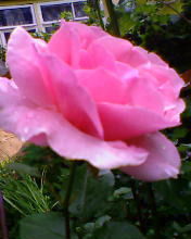 Анна Демидович