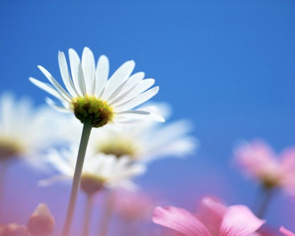 Мадоу №14, 2 Корпус Ласточка