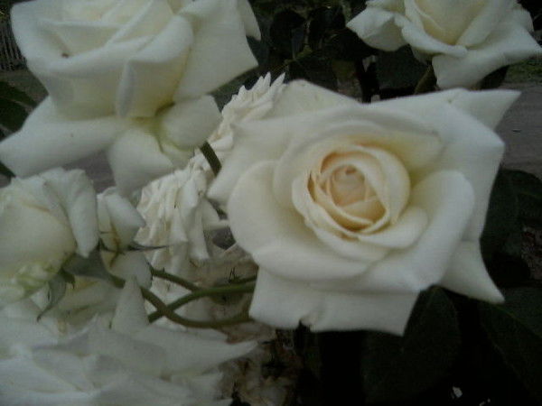 Ляззат Армия Кызы