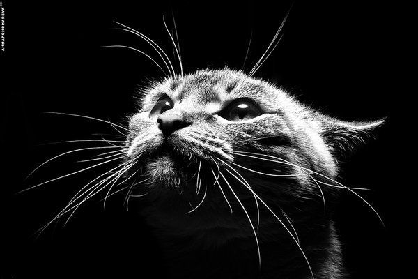 Светлана Крючкова