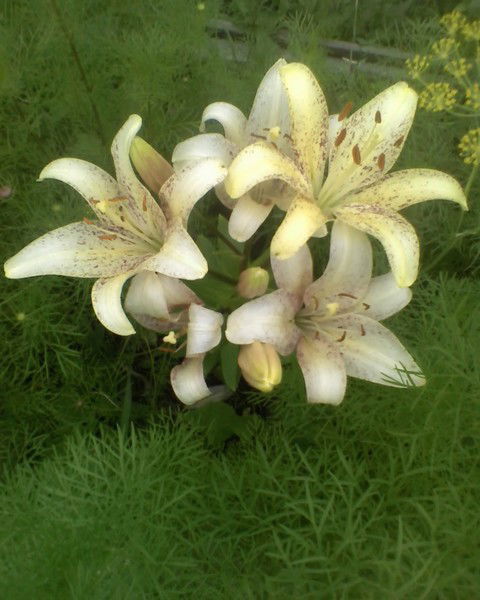 Елена Савулина