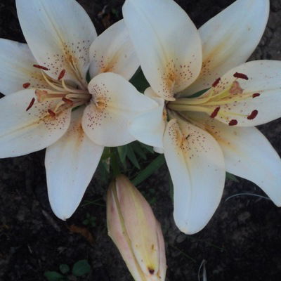 Алексей Корнеев