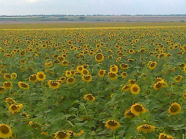 Катерина Романова