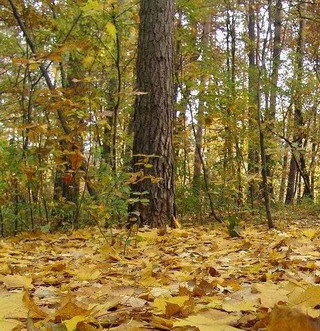 Сергей Смачный