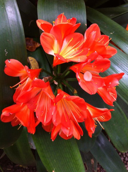 Маргарита Онучина