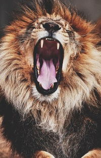 Настюшенька Крень