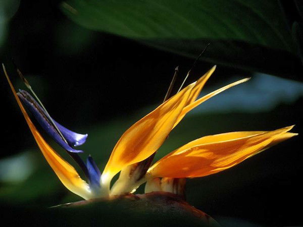 Balapan-2010 Balapan