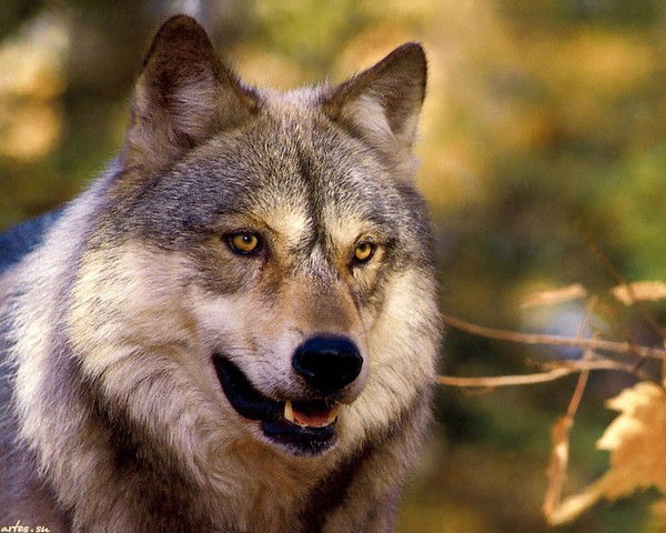 Ольга Абрамова