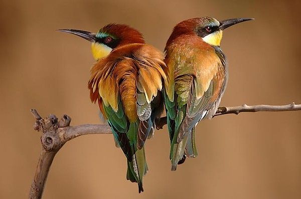 Оля Реукова