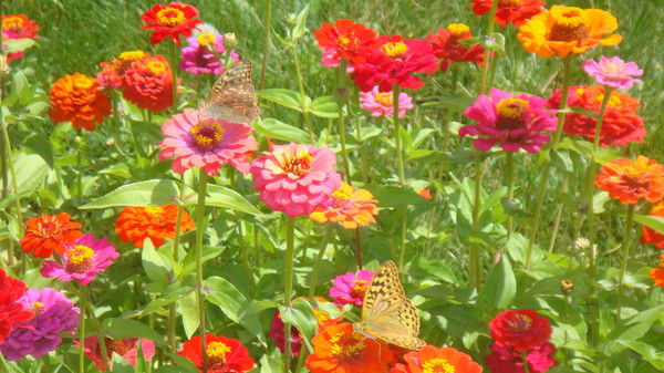 Дарья Болгар