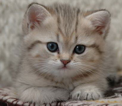 Майя Капраль