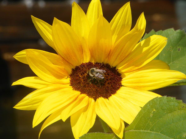 Елена Ивановна