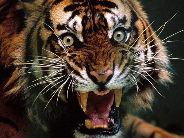 Владимир Сызранов