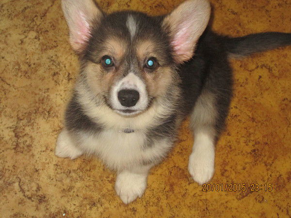 Марина Королева