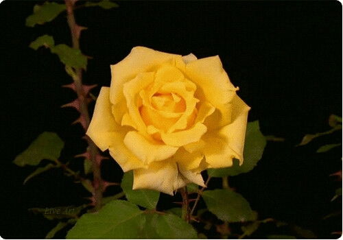 Гульназ Ибрагимова