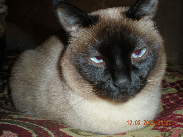 Александр Богданов