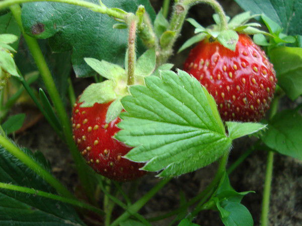 Сергей Овчинников