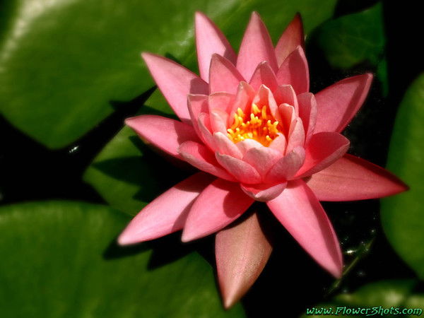 Зоя Зеленко Косаревская