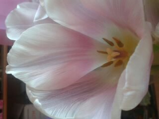 Тамара Еремина