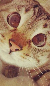 Алексей Парфенов