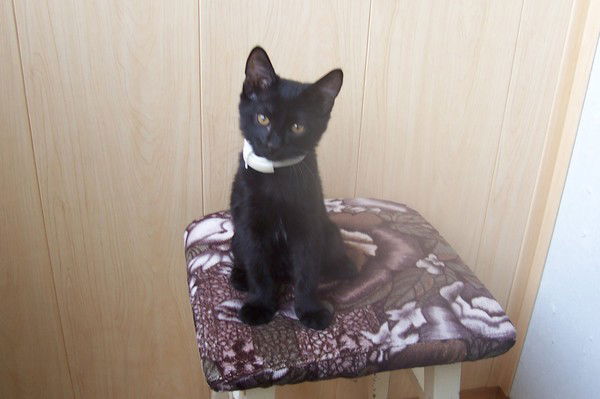 Елена Сывороткина