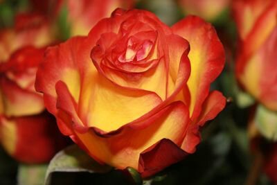 Оксана Тимофеева