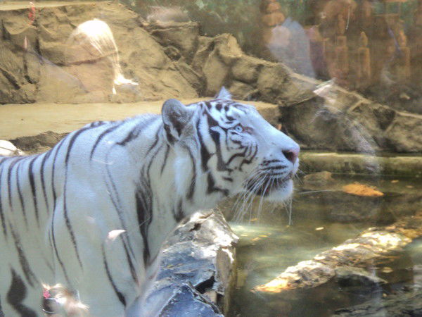 Владимир Любичев (Любич)