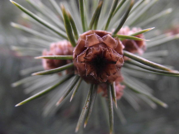 Анна Калмыкова